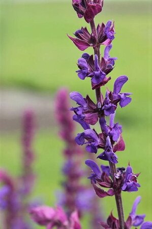 Salvia nemorosa = superba'(verouderd) geen maat specificatie 0,55L/P9cm - afbeelding 2