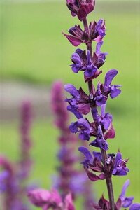 Salvia nemorosa = superba'(verouderd) geen maat specificatie 0,55L/P9cm - afbeelding 2