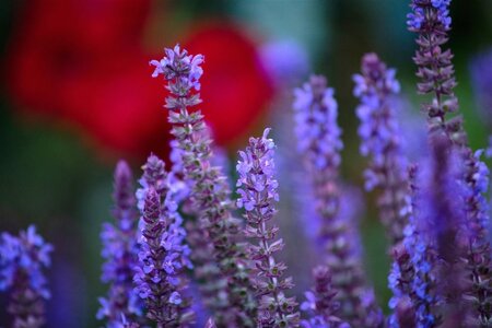 Salvia nemorosa = superba'(verouderd) geen maat specificatie 0,55L/P9cm - afbeelding 3