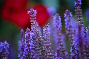 Salvia nemorosa = superba'(verouderd) geen maat specificatie 0,55L/P9cm - afbeelding 3