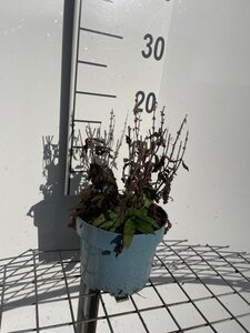 Salvia nem. 'Ostfriesland' geen maat specificatie cont. 2,0L - afbeelding 3
