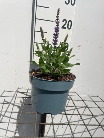 Salvia nem. 'Ostfriesland' geen maat specificatie cont. 2,0L - afbeelding 1