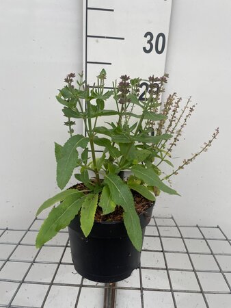 Salvia nem. 'Ostfriesland' geen maat specificatie cont. 2,0L - afbeelding 2
