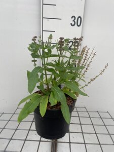 Salvia nem. 'Ostfriesland' geen maat specificatie cont. 2,0L - afbeelding 2