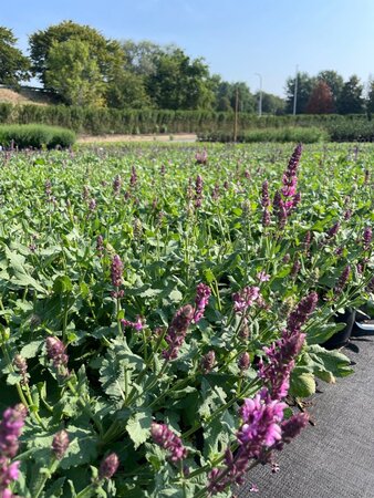 Salvia nem. 'Rose Queen' geen maat specificatie cont. 2,0L - afbeelding 1