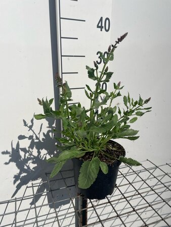 Salvia nem. 'Rose Queen' geen maat specificatie cont. 2,0L