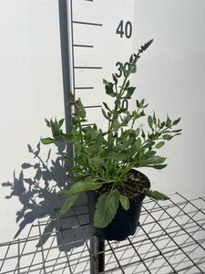 Salvia nem. 'Rose Queen' geen maat specificatie cont. 2,0L