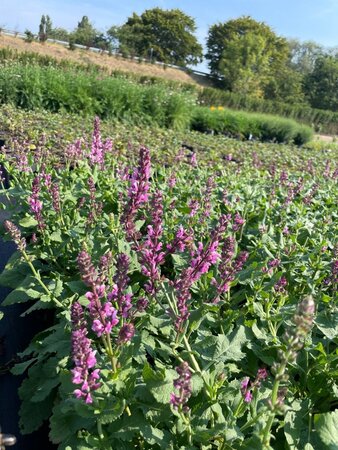 Salvia nem. 'Rose Queen' geen maat specificatie cont. 2,0L - afbeelding 3