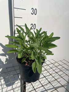 Salvia officinalis geen maat specificatie cont. 2,0L