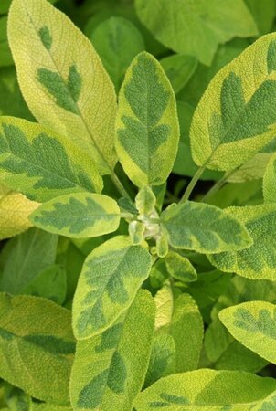 Salvia off. 'Icterina' geen maat specificatie 0,55L/P9cm - afbeelding 3