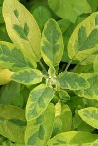 Salvia off. 'Icterina' geen maat specificatie 0,55L/P9cm - afbeelding 3