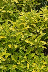 Salvia off. 'Icterina' geen maat specificatie 0,55L/P9cm - afbeelding 4