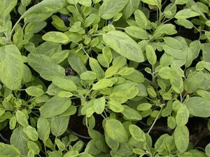 Salvia off. 'Icterina' geen maat specificatie 0,55L/P9cm - afbeelding 1