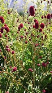 Sanguisorba o. 'Japan' geen maat specificatie 0,55L/P9cm