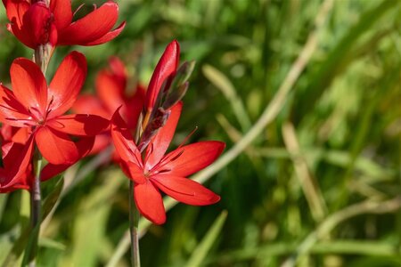 Schizostylis c. 'Major' = Hesperantha c. 'Major' geen maat specificatie cont. 2,0L