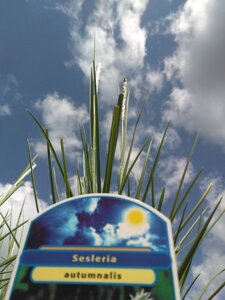 Sesleria autumnalis geen maat specificatie cont. 2,0L - afbeelding 1