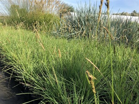 Sesleria autumnalis geen maat specificatie cont. 2,0L - afbeelding 2