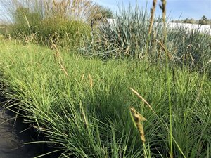 Sesleria autumnalis geen maat specificatie cont. 2,0L - afbeelding 2