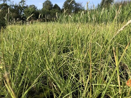 Sesleria autumnalis geen maat specificatie cont. 2,0L - afbeelding 3