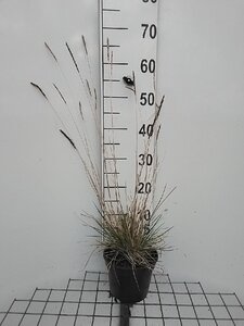 Sesleria autumnalis geen maat specificatie cont. 2,0L - afbeelding 8