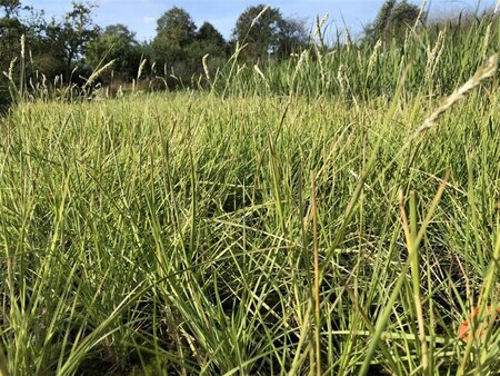 Sesleria autumnalis geen maat specificatie cont. 2,0L - afbeelding 4