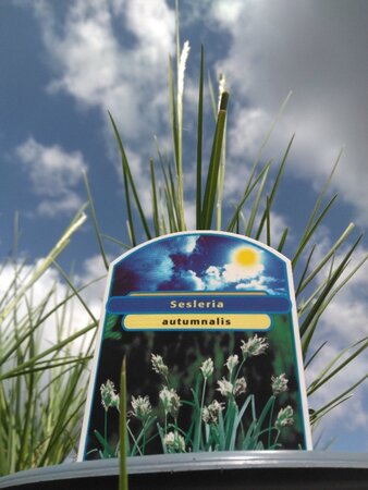 Sesleria autumnalis geen maat specificatie cont. 2,0L - afbeelding 5