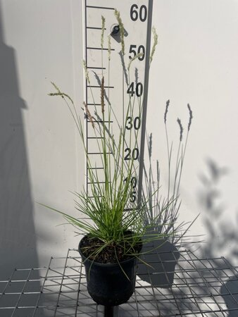 Sesleria autumnalis geen maat specificatie cont. 2,0L - afbeelding 9