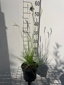 Sesleria autumnalis geen maat specificatie cont. 2,0L - afbeelding 9