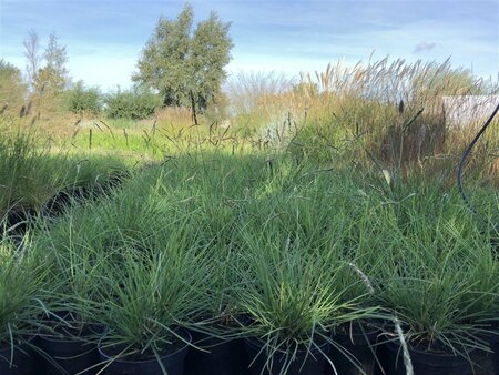 Sesleria autumnalis geen maat specificatie cont. 2,0L - afbeelding 7
