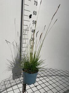 Sesleria autumnalis geen maat specificatie cont. 2,0L - image 2
