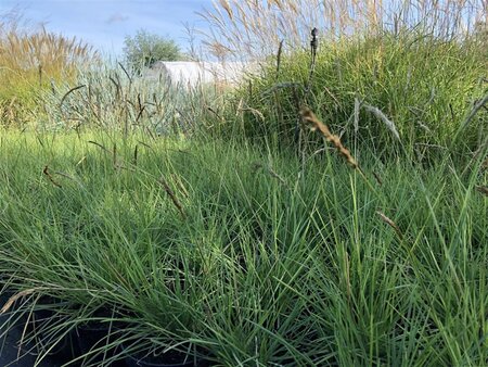 Sesleria autumnalis geen maat specificatie cont. 3,0L - afbeelding 4