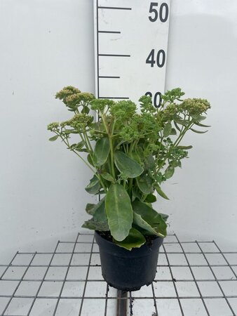 Sedum 'Herbstfreude' =  'Autumn Joy' geen maat specificatie cont. 2,0L - afbeelding 1