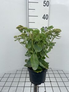 Sedum 'Herbstfreude' =  'Autumn Joy' geen maat specificatie cont. 2,0L - afbeelding 1