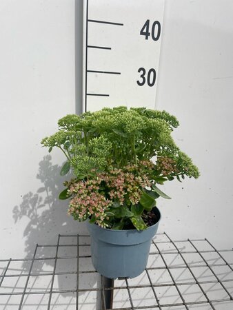 Sedum 'Herbstfreude' =  'Autumn Joy' geen maat specificatie cont. 2,0L - afbeelding 3
