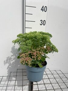 Sedum 'Herbstfreude' =  'Autumn Joy' geen maat specificatie cont. 2,0L - afbeelding 3