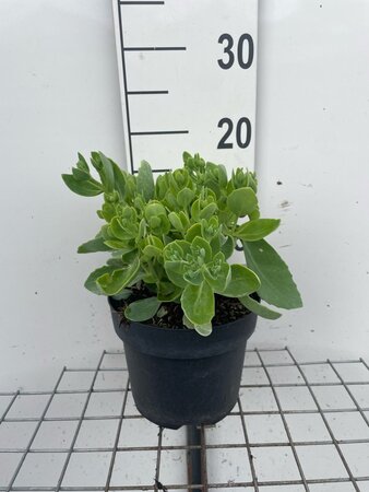 Sedum 'Herbstfreude' =  'Autumn Joy' geen maat specificatie cont. 2,0L - afbeelding 2