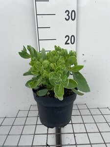 Sedum 'Herbstfreude' =  'Autumn Joy' geen maat specificatie cont. 2,0L - afbeelding 2