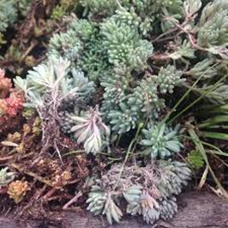 Sedum lydium geen maat specificatie 0,55L/P9cm