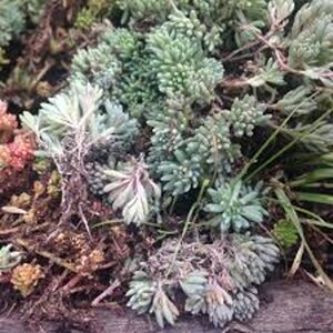 Sedum lydium geen maat specificatie 0,55L/P9cm
