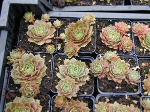 Sempervivum 'Othello' geen maat specificatie 0,55L/P9cm - afbeelding 1