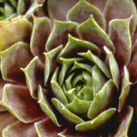 Sempervivum 'Othello' geen maat specificatie 0,55L/P9cm - afbeelding 2