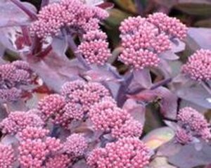 Sedum telep. 'Karfunkelstein' geen maat specificatie 0,55L/P9cm - afbeelding 1