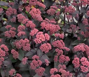 Sedum telep. 'Karfunkelstein' geen maat specificatie 0,55L/P9cm - afbeelding 2
