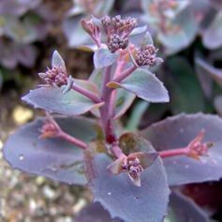 Sedum telep. 'Karfunkelstein' geen maat specificatie 0,55L/P9cm - afbeelding 3
