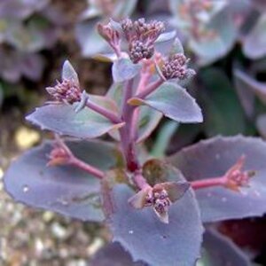 Sedum telep. 'Karfunkelstein' geen maat specificatie 0,55L/P9cm - afbeelding 3