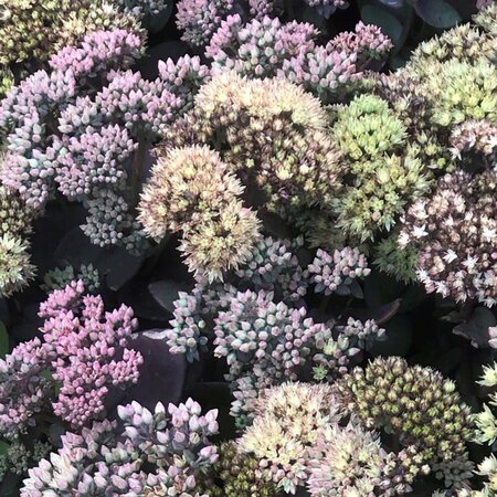 Sedum t. Seduction Yellow Delicat geen maat specificatie 0,55L/P9cm