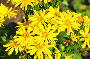 Silphium 'Maya' geen maat specificatie 0,55L/P9cm - afbeelding 1