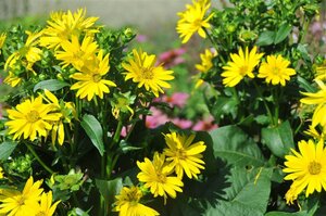 Silphium 'Maya' geen maat specificatie 0,55L/P9cm - afbeelding 2