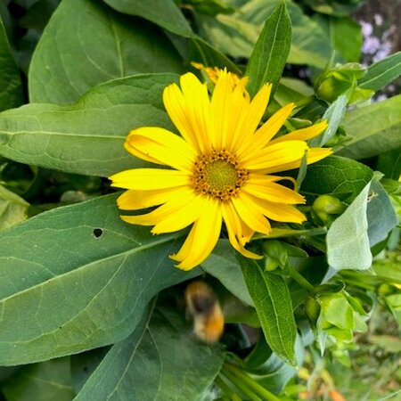 Silphium 'Maya' geen maat specificatie 0,55L/P9cm - afbeelding 3