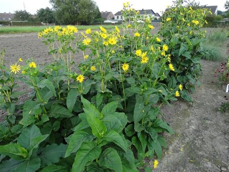 Silphium 'Maya' geen maat specificatie 0,55L/P9cm - afbeelding 4